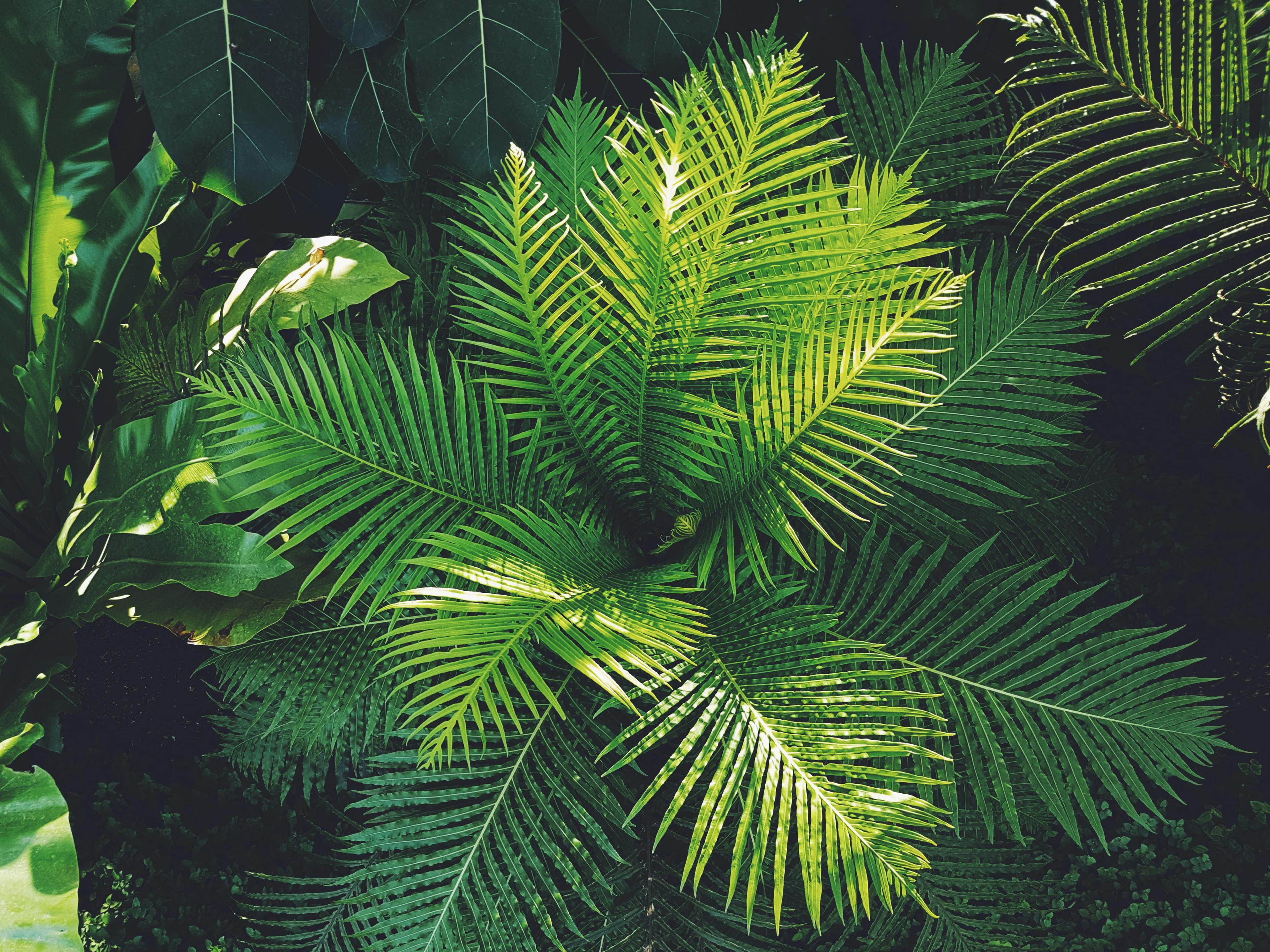 Anthurium Clarinervium