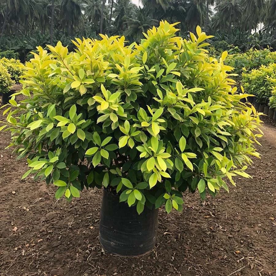 Ficus