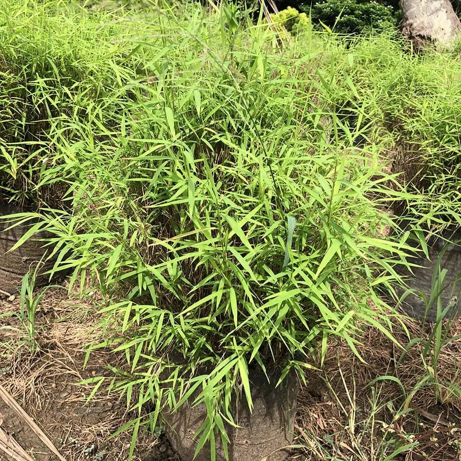 Bamboos