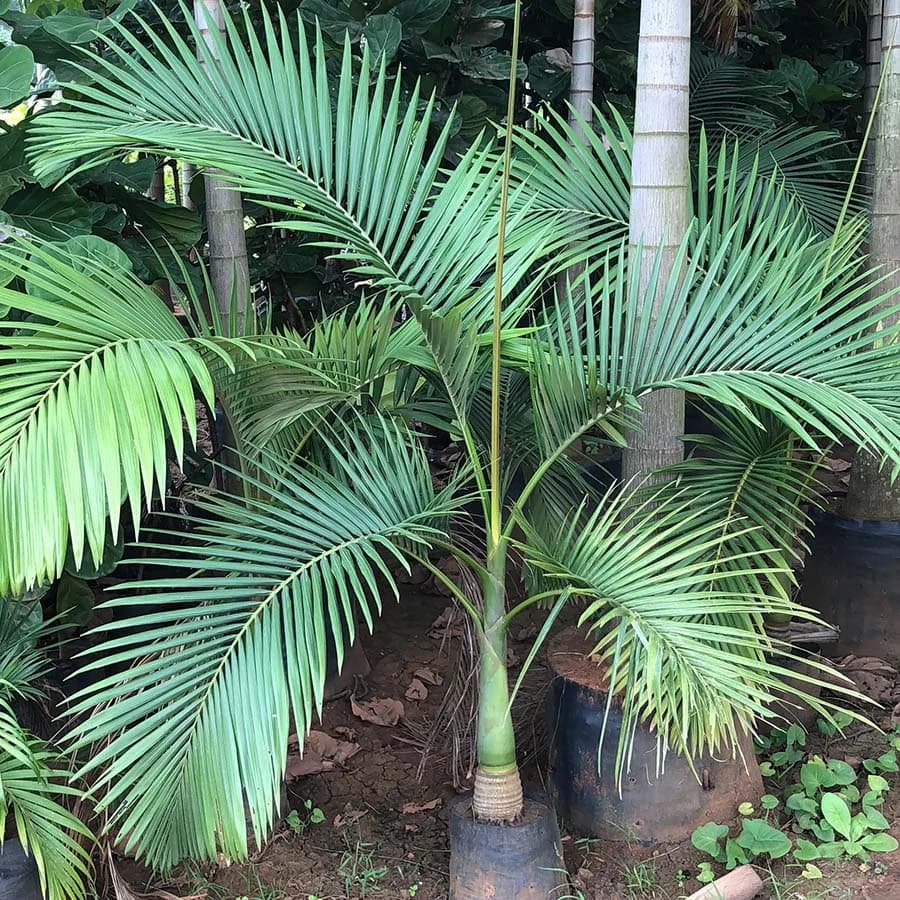 Palms
